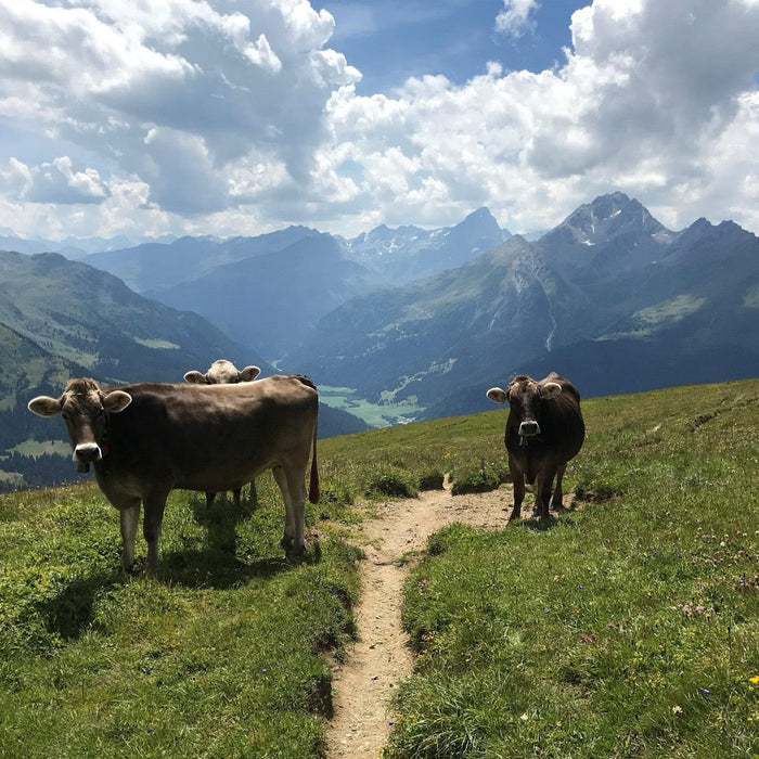 Glacier Bike Tour Schweiz: Ein E-Bike Abenteuer durch die Alpen